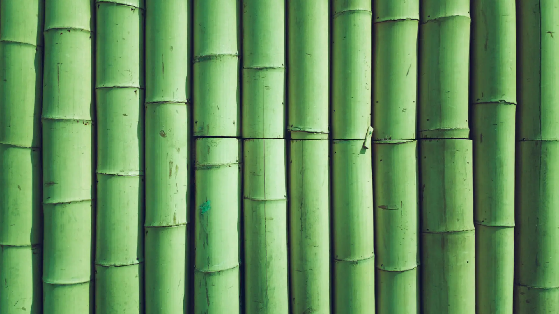 Green bamboo wall texture